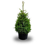 Picea omorika - Servische spar