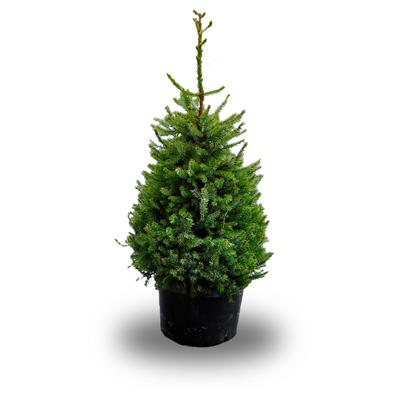 Picea omorika - Servische spar