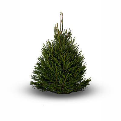 Picea abies - Fijnspar