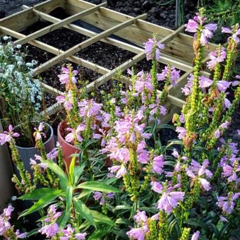 Physostegia virginiana 'Bouquet Rose'