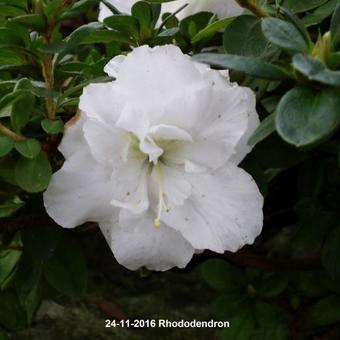 Rhododendron/Azalea