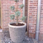 Cupressus arizonica 'Fastigiata Aurea' - Amerikaanse cipres, Arizona cipres