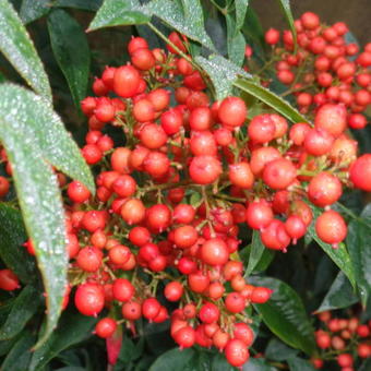 Nandina domestica