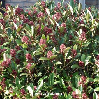 Skimmia