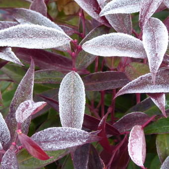 Leucothoe keiskei ‘Burning Love'