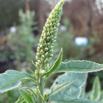 Veronica longifolia 'Charlotte'