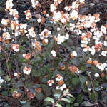 Symphoricarpos x doorenbosii 'Magical Galaxy' - Sneeuwbes/Klapbes