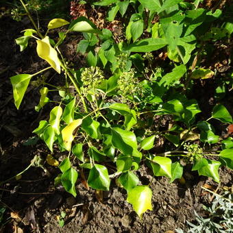 Hedera colchica 'Fall Favourite'