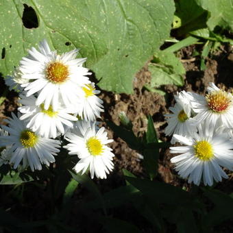 Aster novi-belgii 'White Ladies'