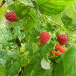 Rubus idaeus ´Zefa Herbsternte´ - Herfstframboos