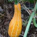 Cucurbita andreana  - Sierpompoen