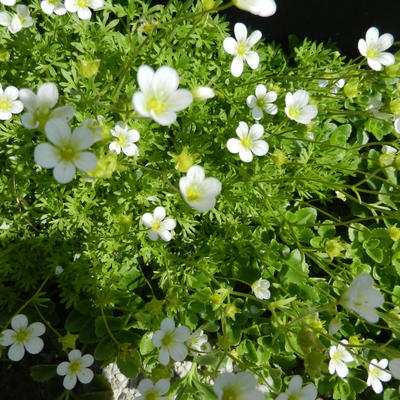 Steenbreek - Saxifraga x arendsii 'White Pixie'