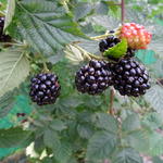 Rubus fruticosus 'Navaho' - Braam