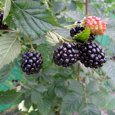 Braam - Rubus fruticosus 'Navaho'