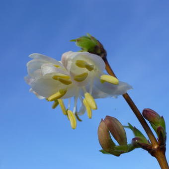 Lonicera x purpusii 'Winter Beauty'