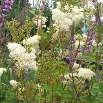 Filipendula ulmaria