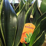 Sansevieria trifasciata - Vrouwentongen