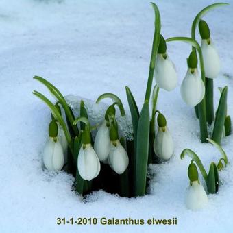 Galanthus elwesii