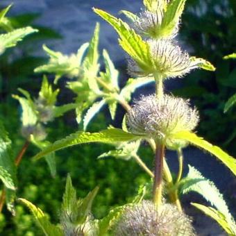 Phlomis tuberosa