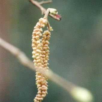 Corylus avellana