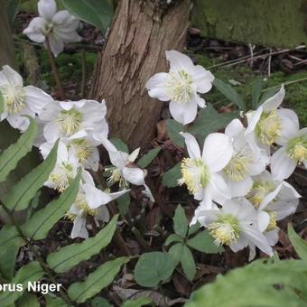 Helleborus niger