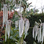 Garrya elliptica 'James Roof' - Garrya