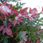 Nandina domestica 'Firepower' - Hemelse bamboe