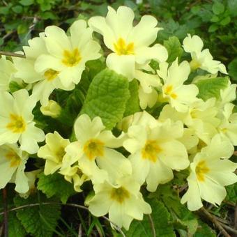 Primula vulgaris