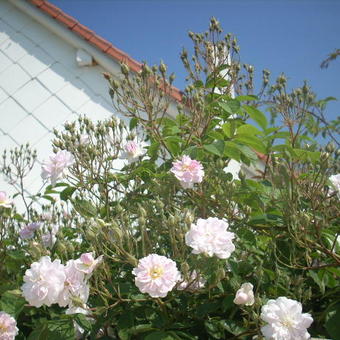 Rosa 'Paul's Himalayan Musk Rambler'