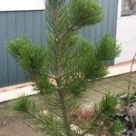 Pinus heldreichii 'Satellit' - Slangenhuidden