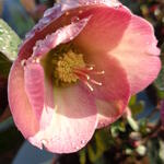 Helleborus 'Penny's Pink' - Nieskruid