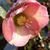 Helleborus 'Penny's Pink'