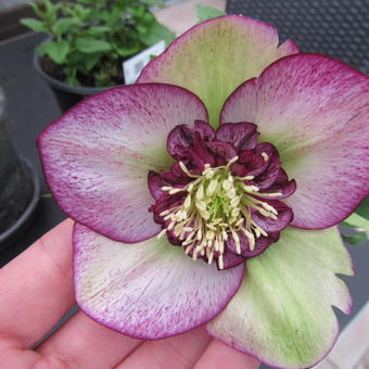 Helleborus orientalis 'Dark Dress'