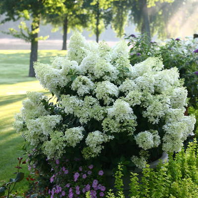 Hortensia - Hydrangea paniculata 'Bobo'