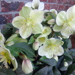 Helleborus x ericsmithii HGC 'Marlon' - Nieskruid