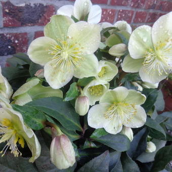 Helleborus x ericsmithii HGC 'Marlon'