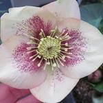 Helleborus orientalis 'Ashwood Fascination' - Nieskruid