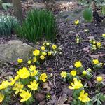 Eranthis cilicica - Winterakoniet