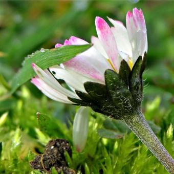 Bellis perennis