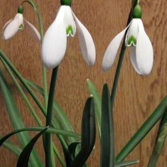 Galanthus nivalis 'Magnet'