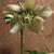 Helleborus orientalis