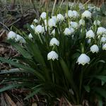 Leucojum vernum - Lenteklokje