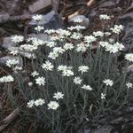 Achillea ageratifolia - Grieks duizendblad