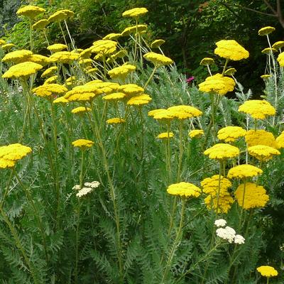 Duizendblad - Achillea filipendulina 'Parker's Variety'