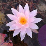 Nymphaea odorata subsp. tuberosa 'Rosea'  - Waterlelie 