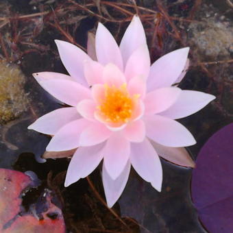 Nymphaea odorata subsp. tuberosa 'Rosea'