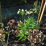 Fritillaria raddeana  - Keizerskroon