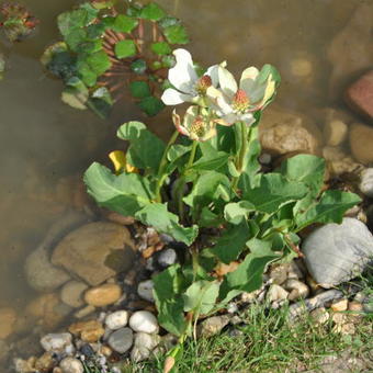 Anemopsis californica