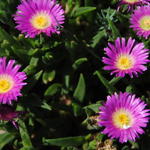 Delosperma 'Beaufort West' - IJsbloem