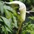 Arisaema candidissimum